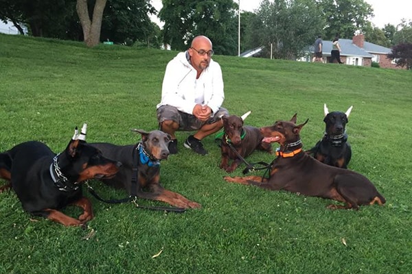 European Doberman Breeders Dobermans New England Doberman