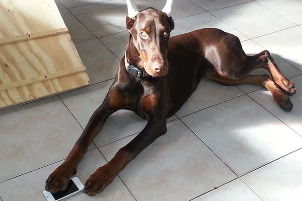 New england shops dobermans